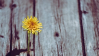 Thumbnail of post image 034