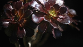 Thumbnail of post image 101