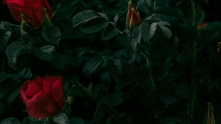 Thumbnail of post image 093